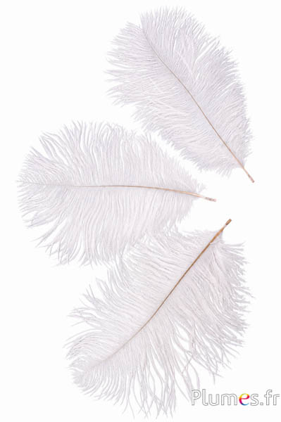 Struzzo - 13-18 cm - bianco